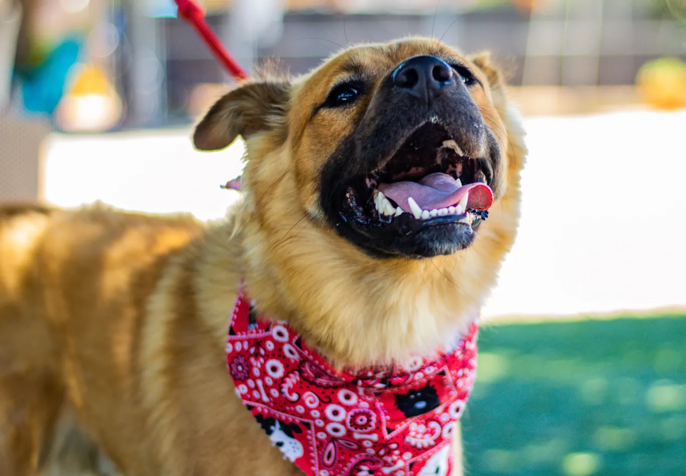  Captivating Photos of Pets: A Heartwarming Collection to Brighten Your Day