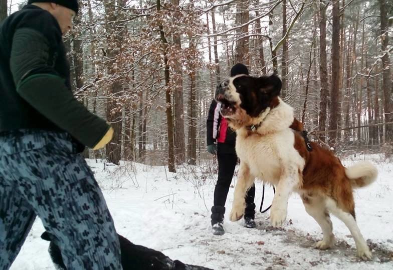 Great Big Bear Kennel