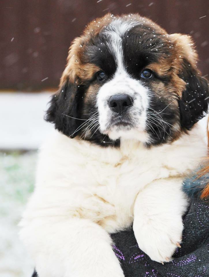 Наши щенки Great Big Bear Kennel
