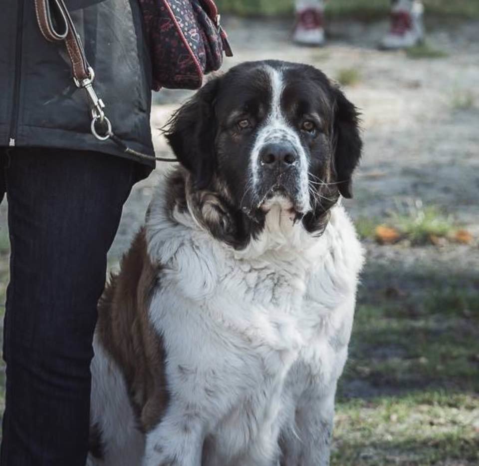 Наши собаки Great Big Bear Kennel