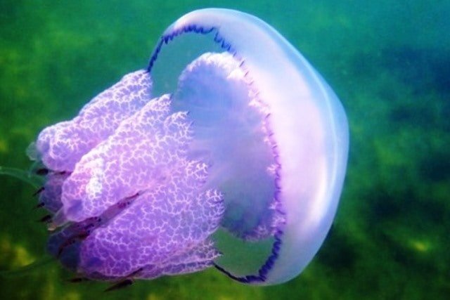Самая большая медуза фото с человеком
