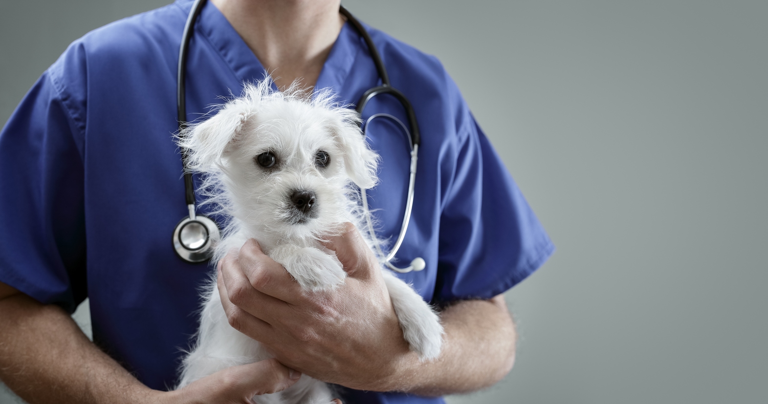 Vaccination Clinic Near Me In Queens And Rabies Vaccine | ANIMAL