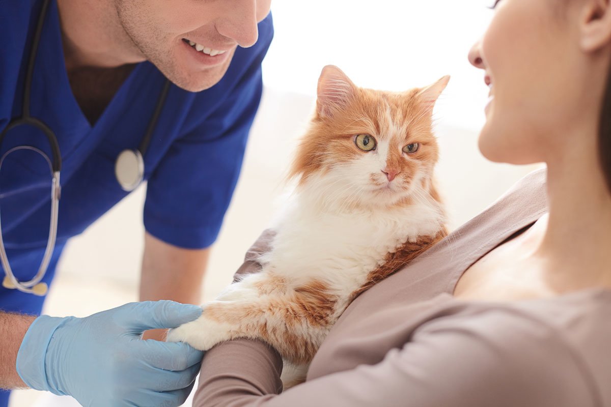 Vet Exam In Queens Animal Hospital And Pet Examination | Examinations