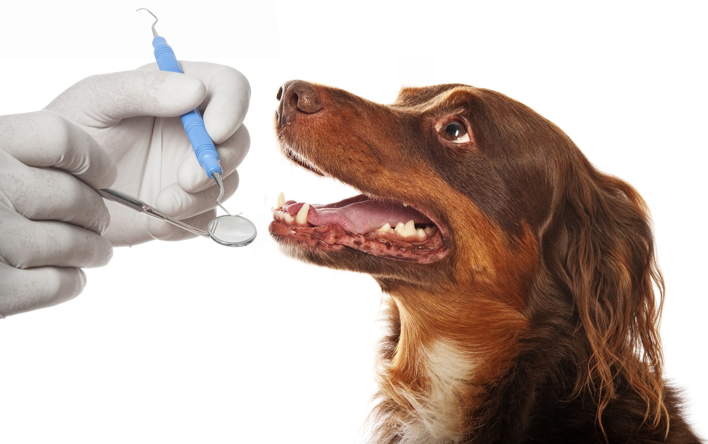 Animal Dentist In Queens Animal Hospital And Emergency Dentistry