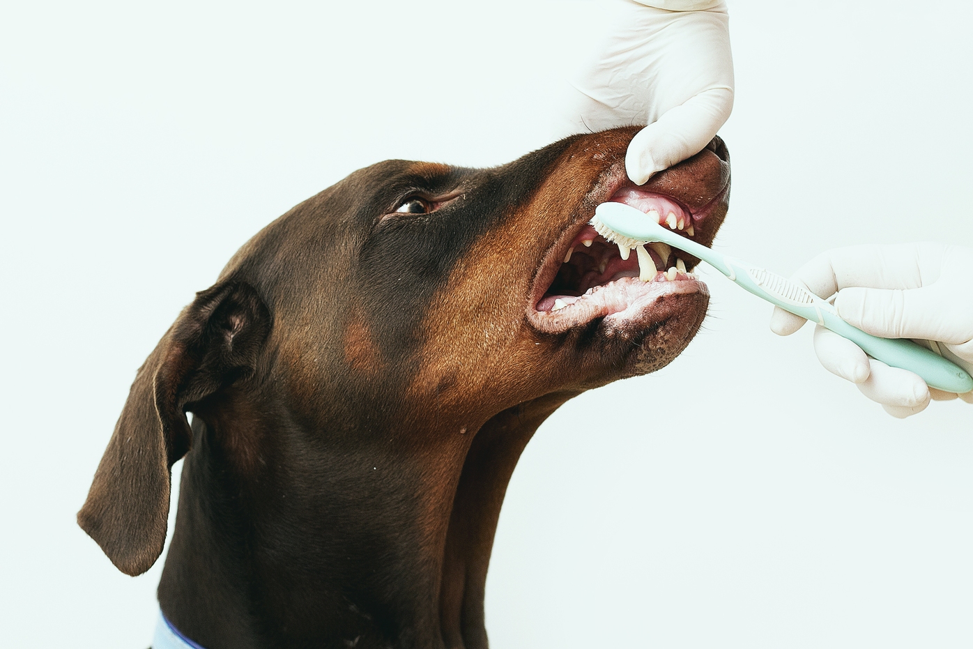 animal-dentist-in-queens-animal-hospital-and-emergency-dentistry