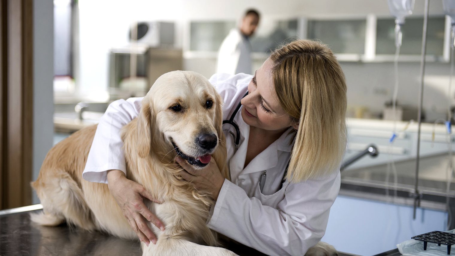 Animal Dermatology In Queens And Animal Dermatologist Near Me Dermatology