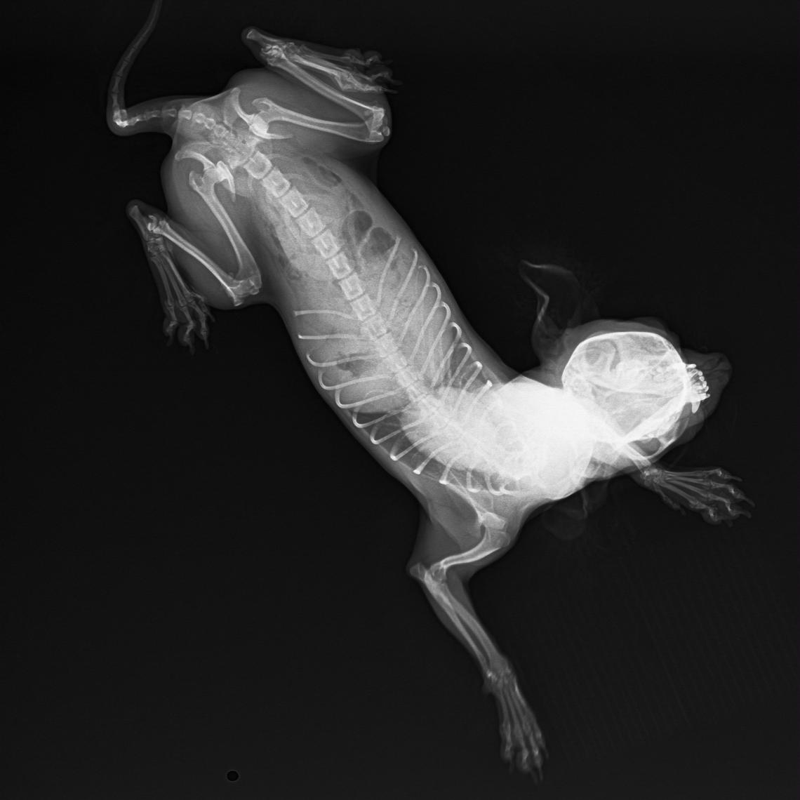 Vet Radiology/Pet Radiology In Queens And Animal Radiologist Radiology