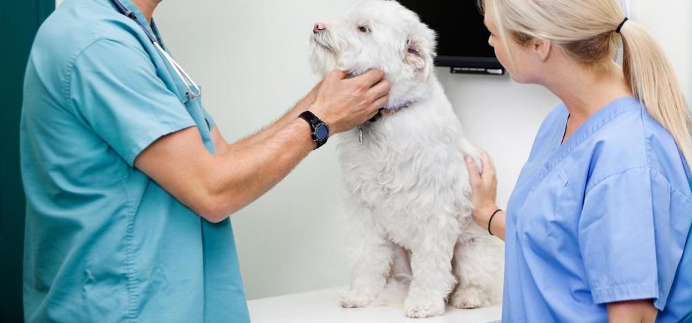 Pet Hospital In Queens Animal Hospital And Emergency | About Us