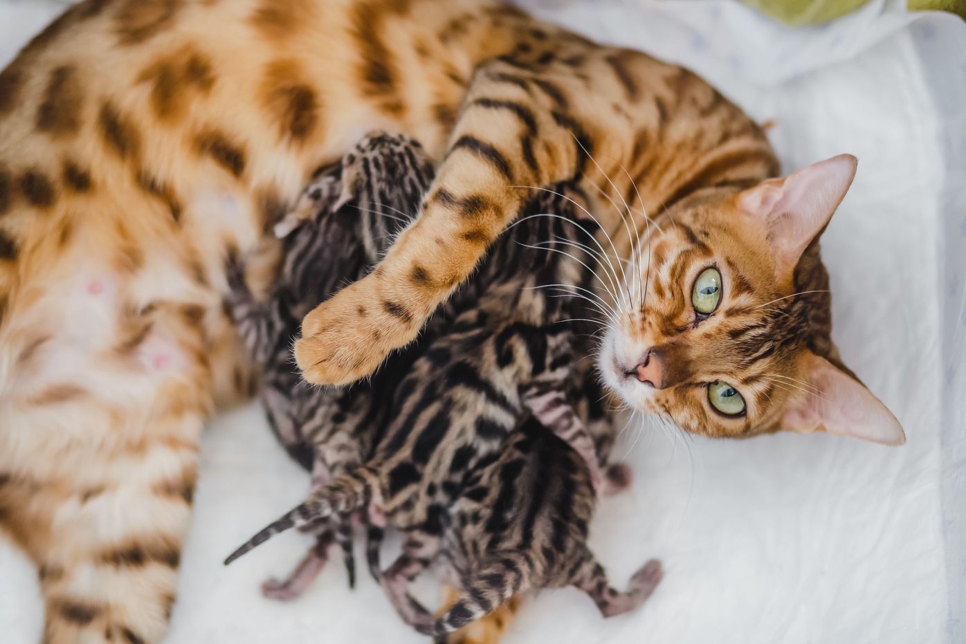 Bengal Kittens