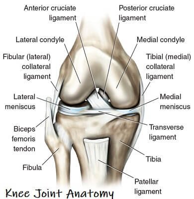 Understanding Knee Ligament Injuries, 53% OFF