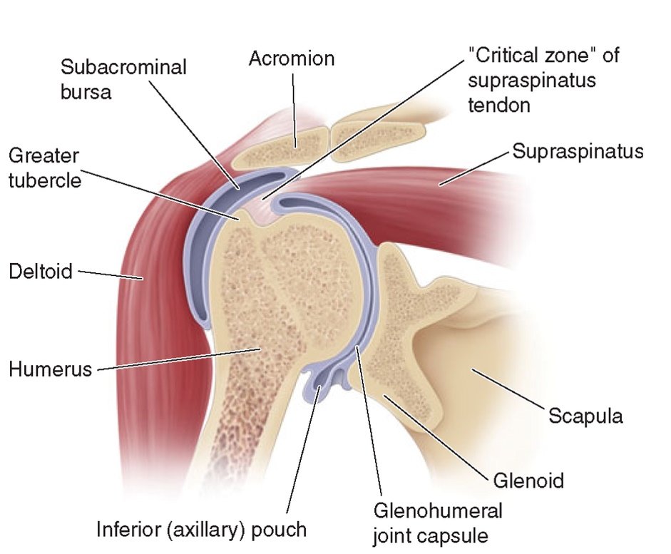 Scapula Diagram  Anatomy organs, Human anatomy, Anatomy