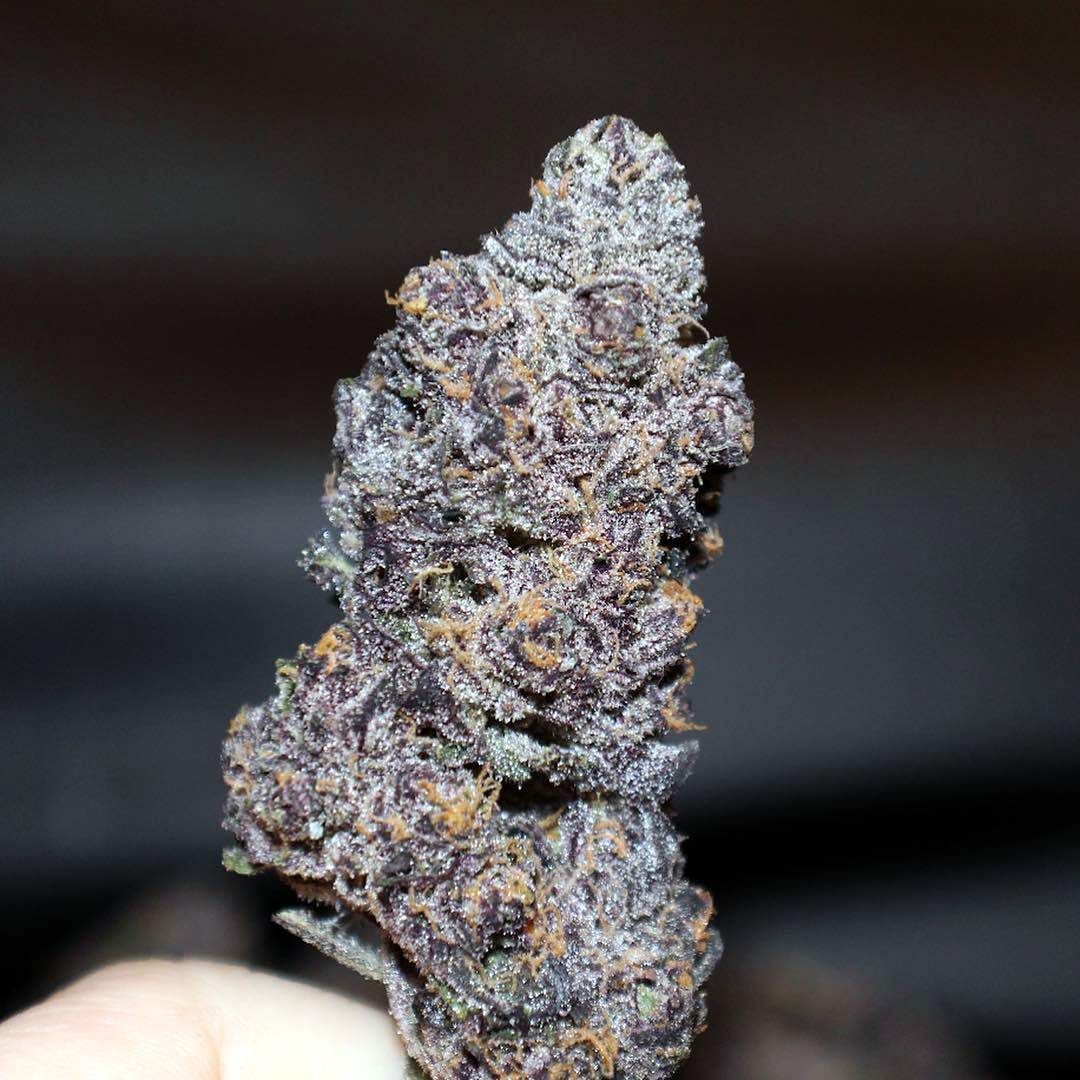 Divine Premium Cannabis Seeds Sunset Cookies