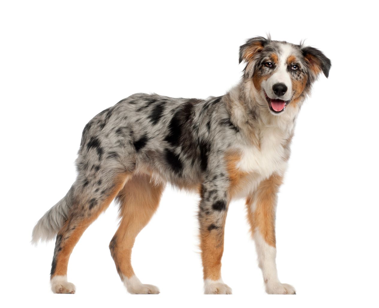 Epilepsy in hot sale australian shepherds