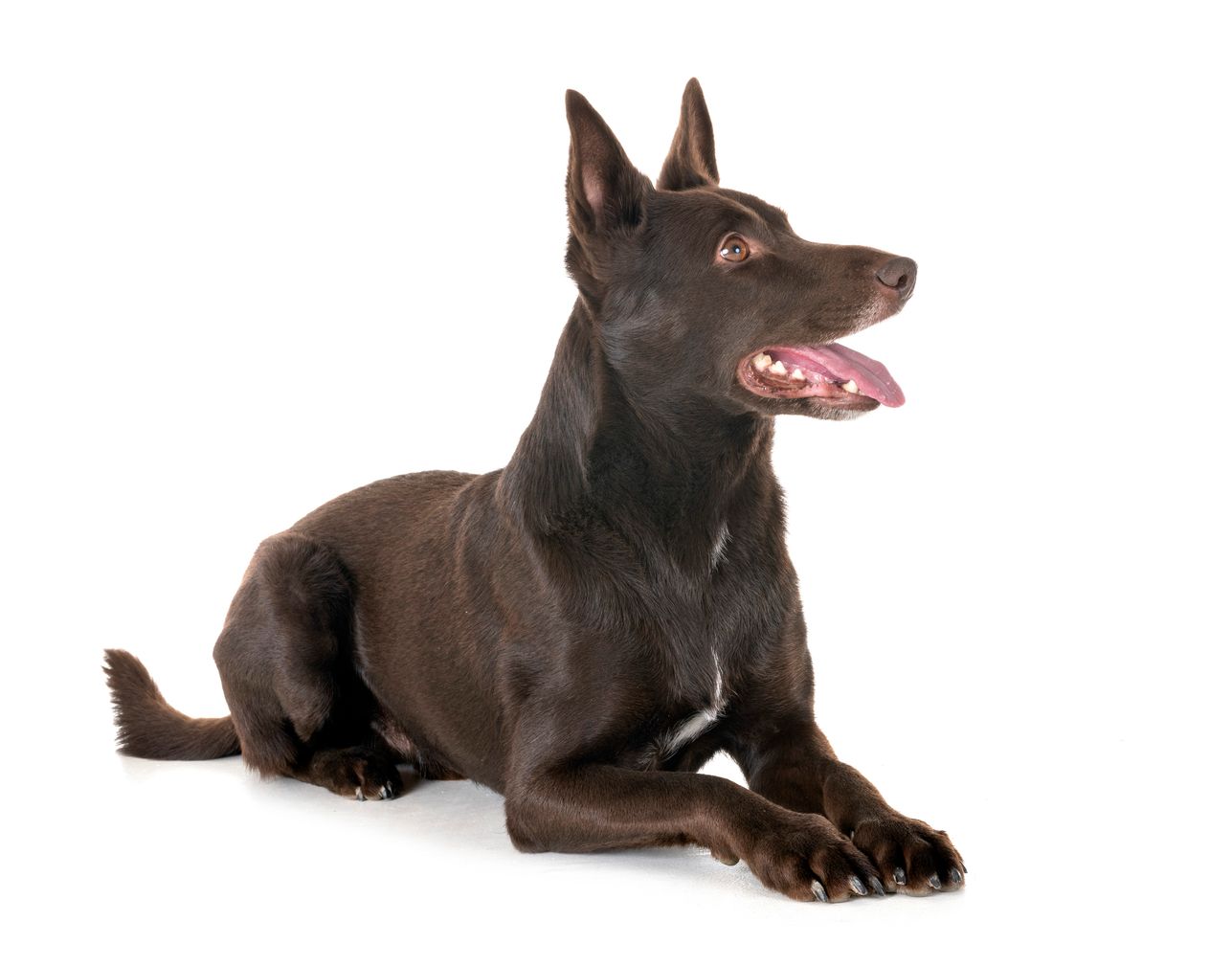 small kelpie breeds