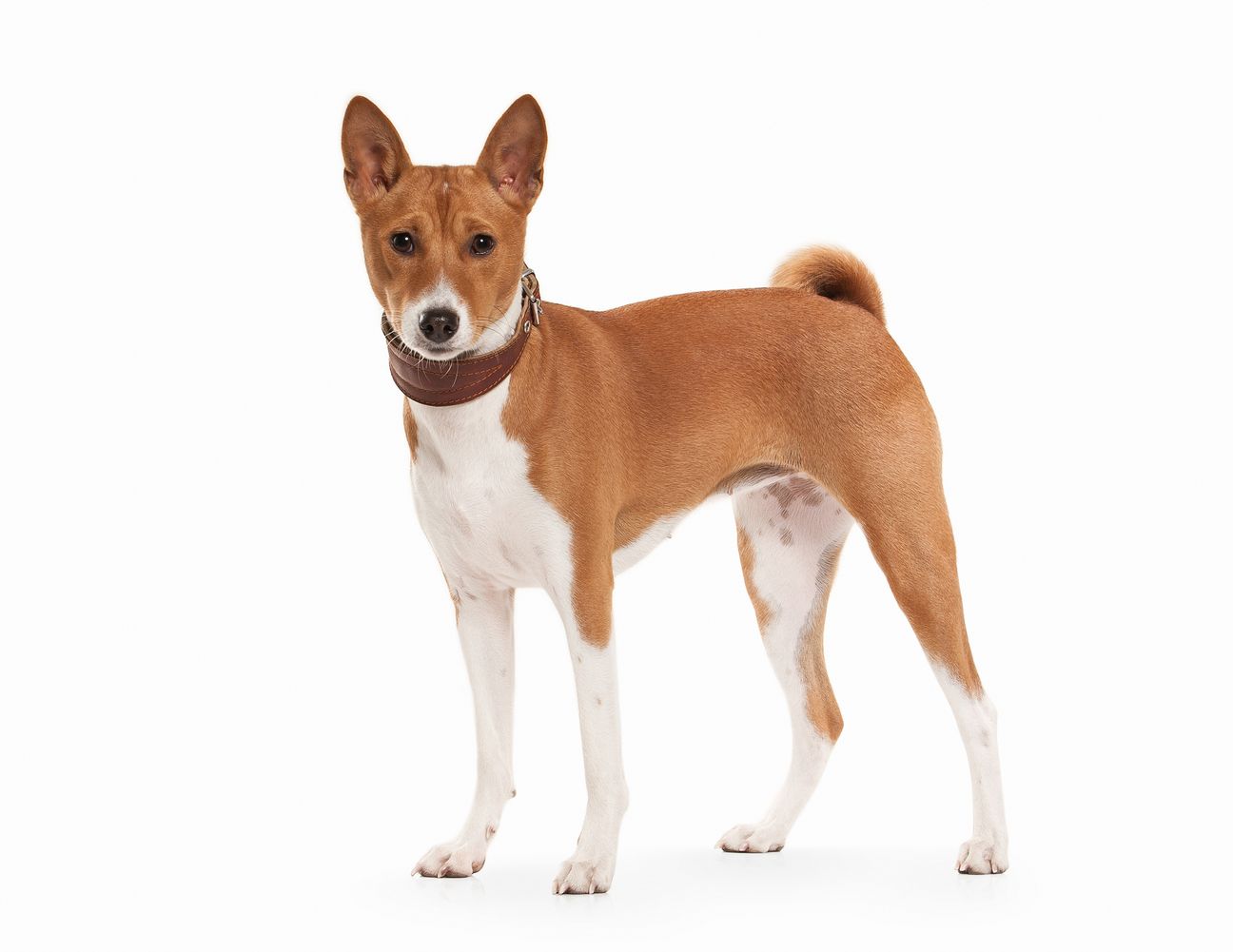basenji aggression