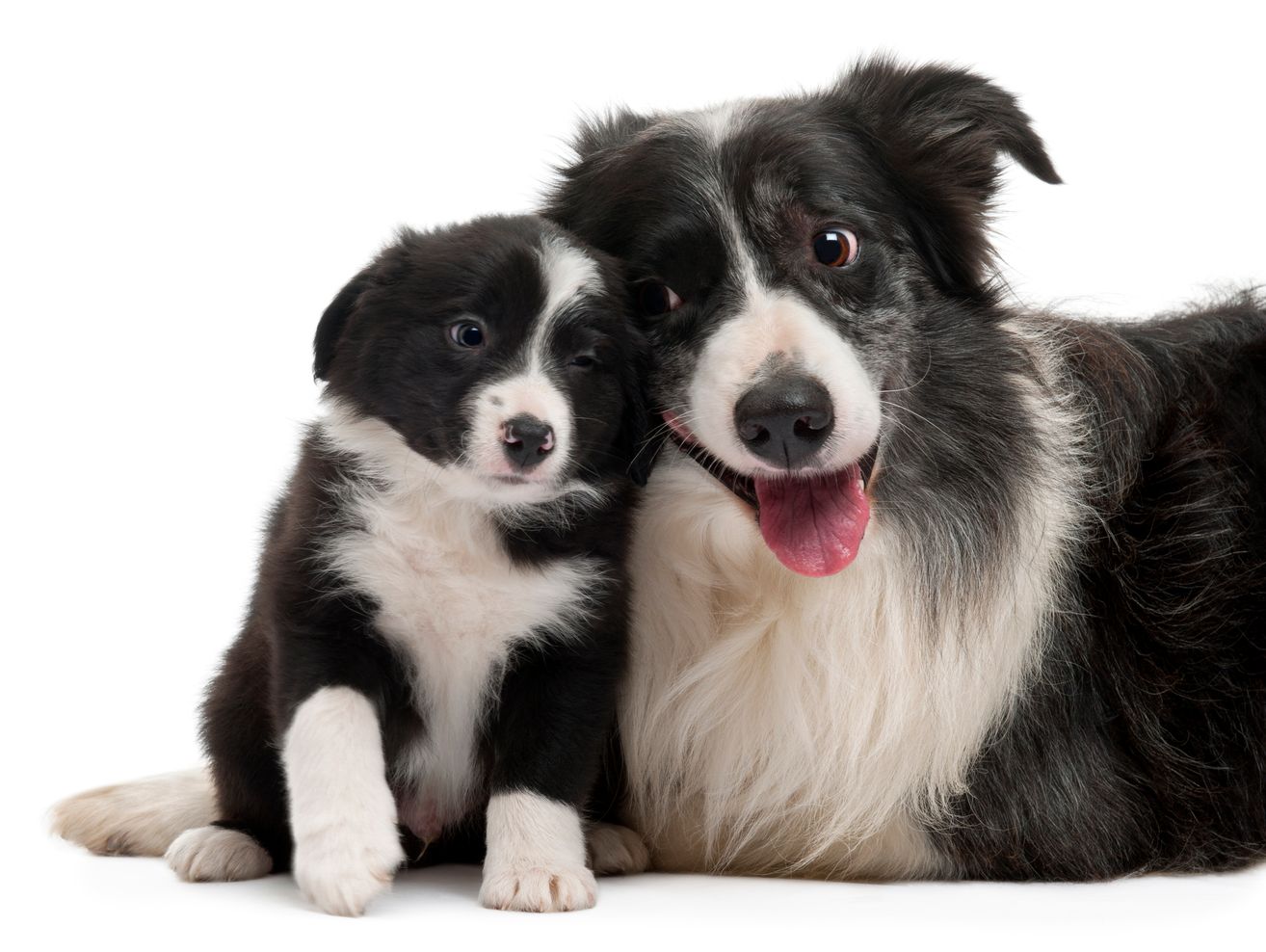 seizures in older border collies