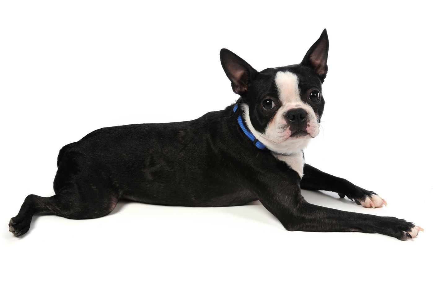 boston terrier drinking excessive water