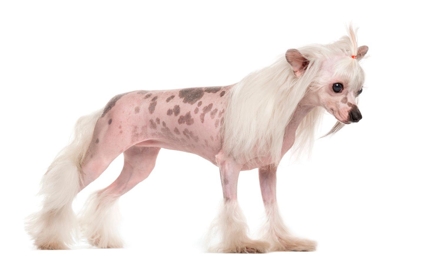 chinese crested dog apartment dogs