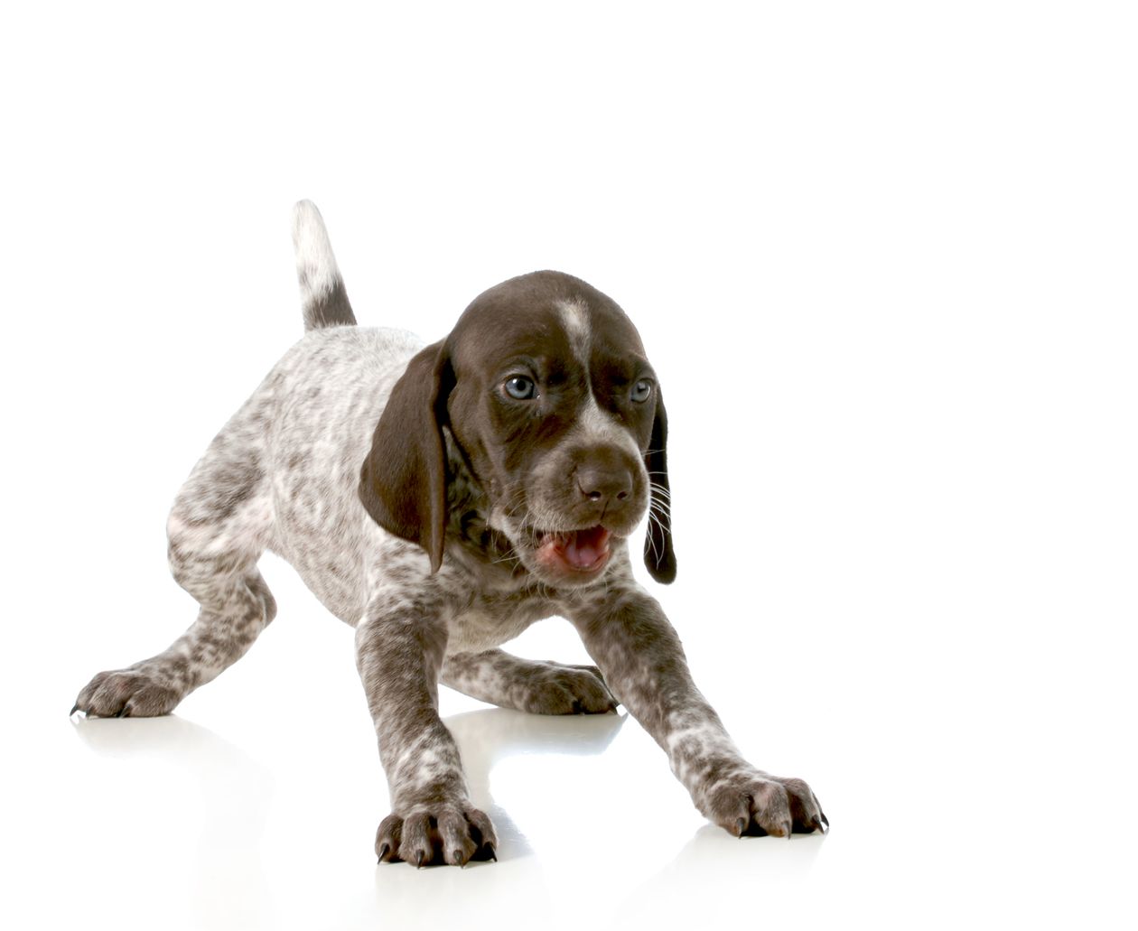 do german shorthaired pointers have webbed feet