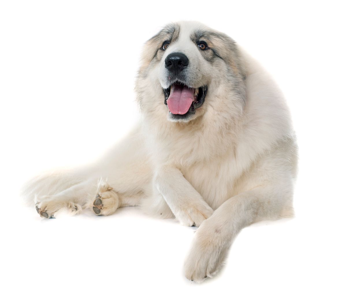 great pyrenees first heat