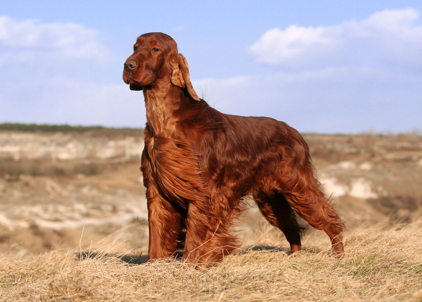 best brush for irish setter