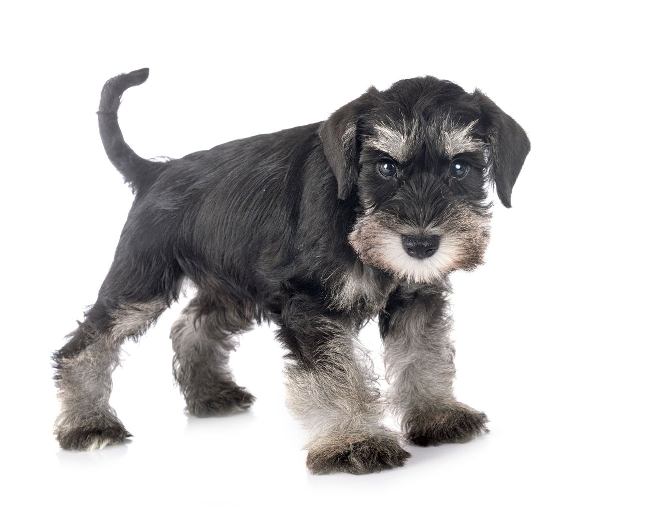 Gough's best sale miniature schnauzers