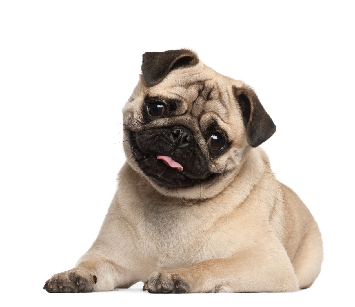 Little Egypt Veterinary Clinic Pug