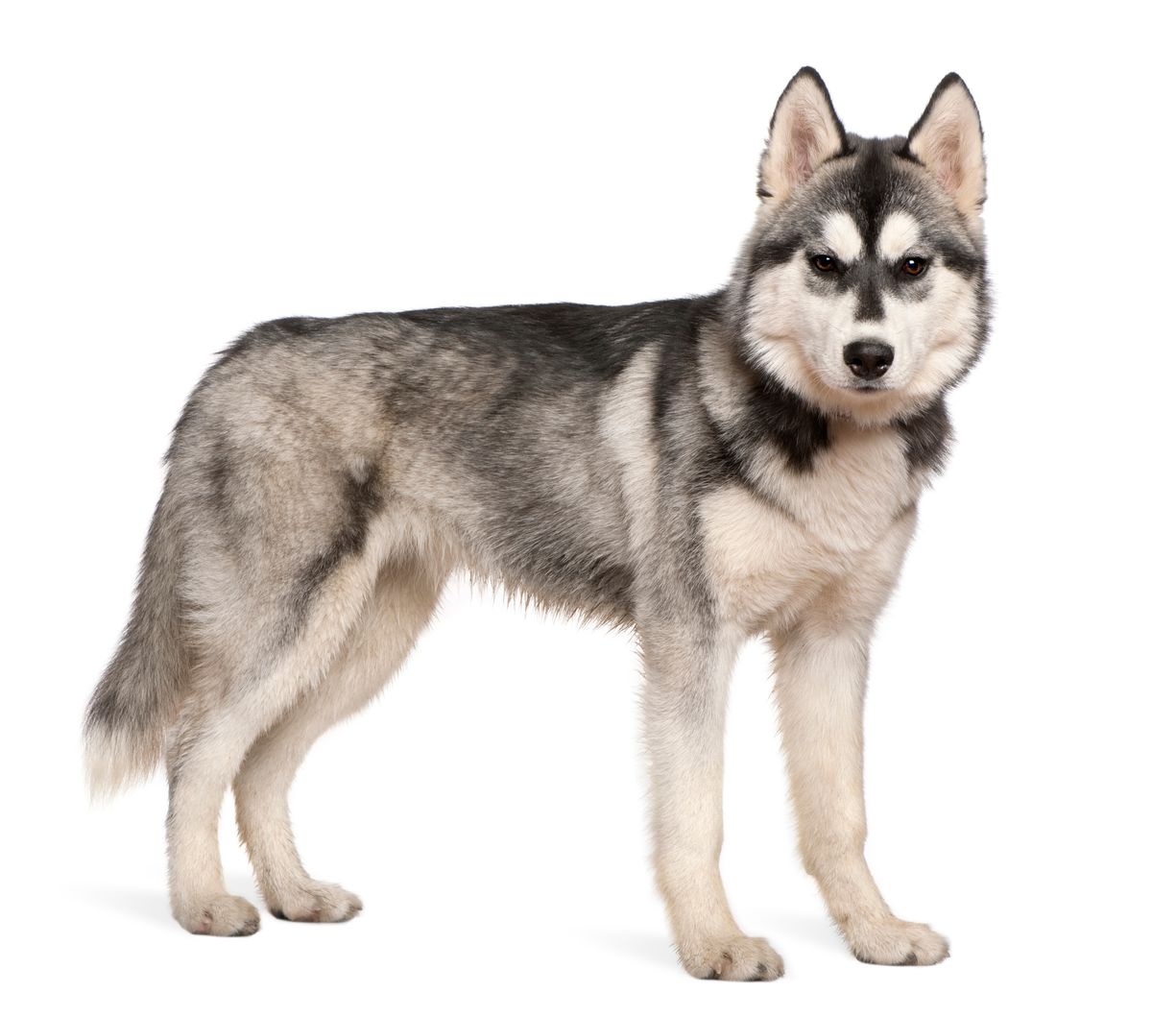 huskies and seizures