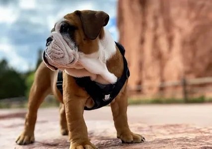 bulldog grade harness