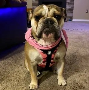 bulldog grade harness