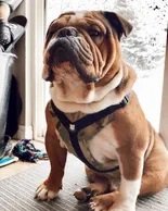 bulldog grade harness