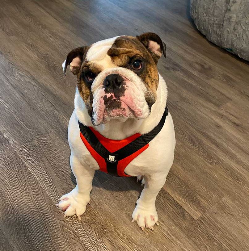 bulldog grade harness