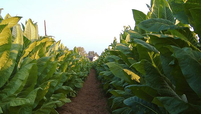 does virginia still grow tobacco How to Virginia Tobacco - Nemiroff USA