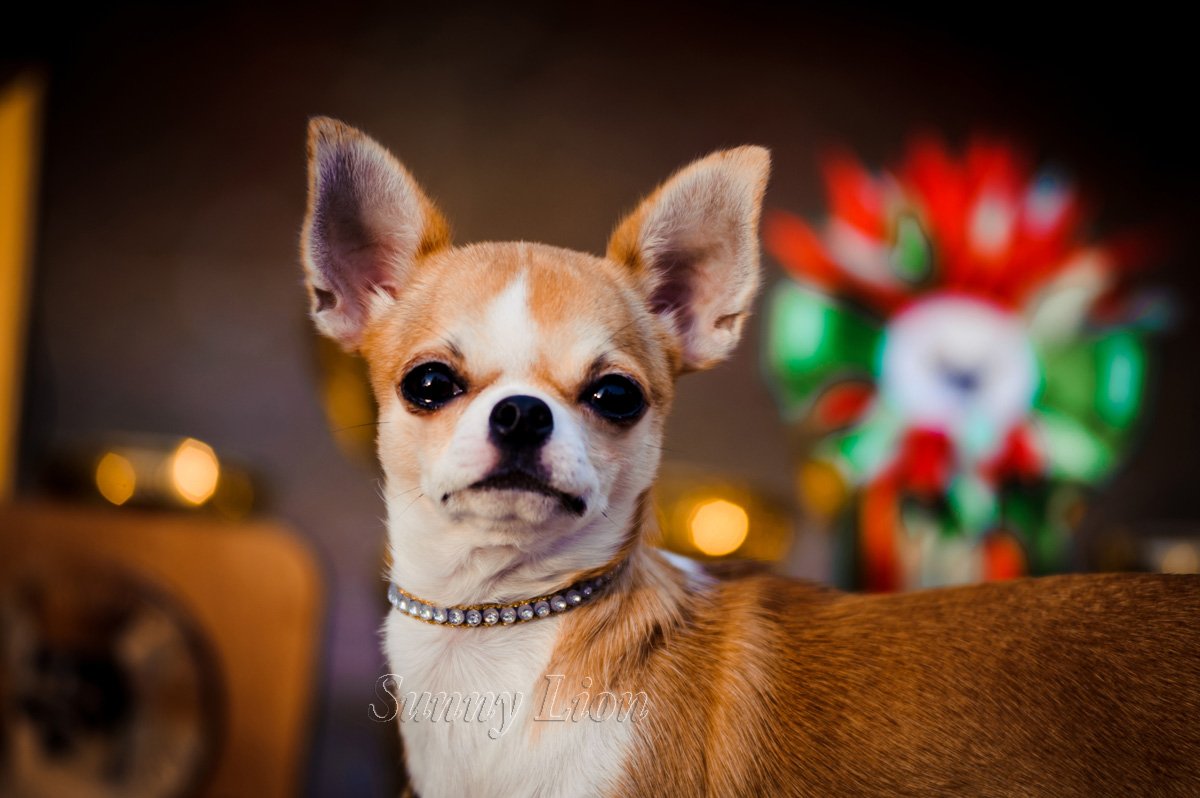 champions chihuahua kennel FCI Sunny Lion