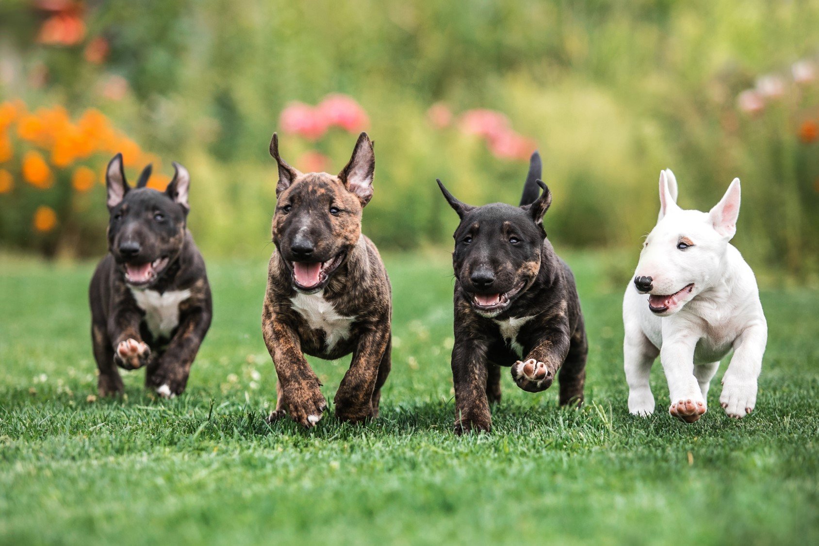 Миниатюрный бультерьер (Miniature Bull Terrier)