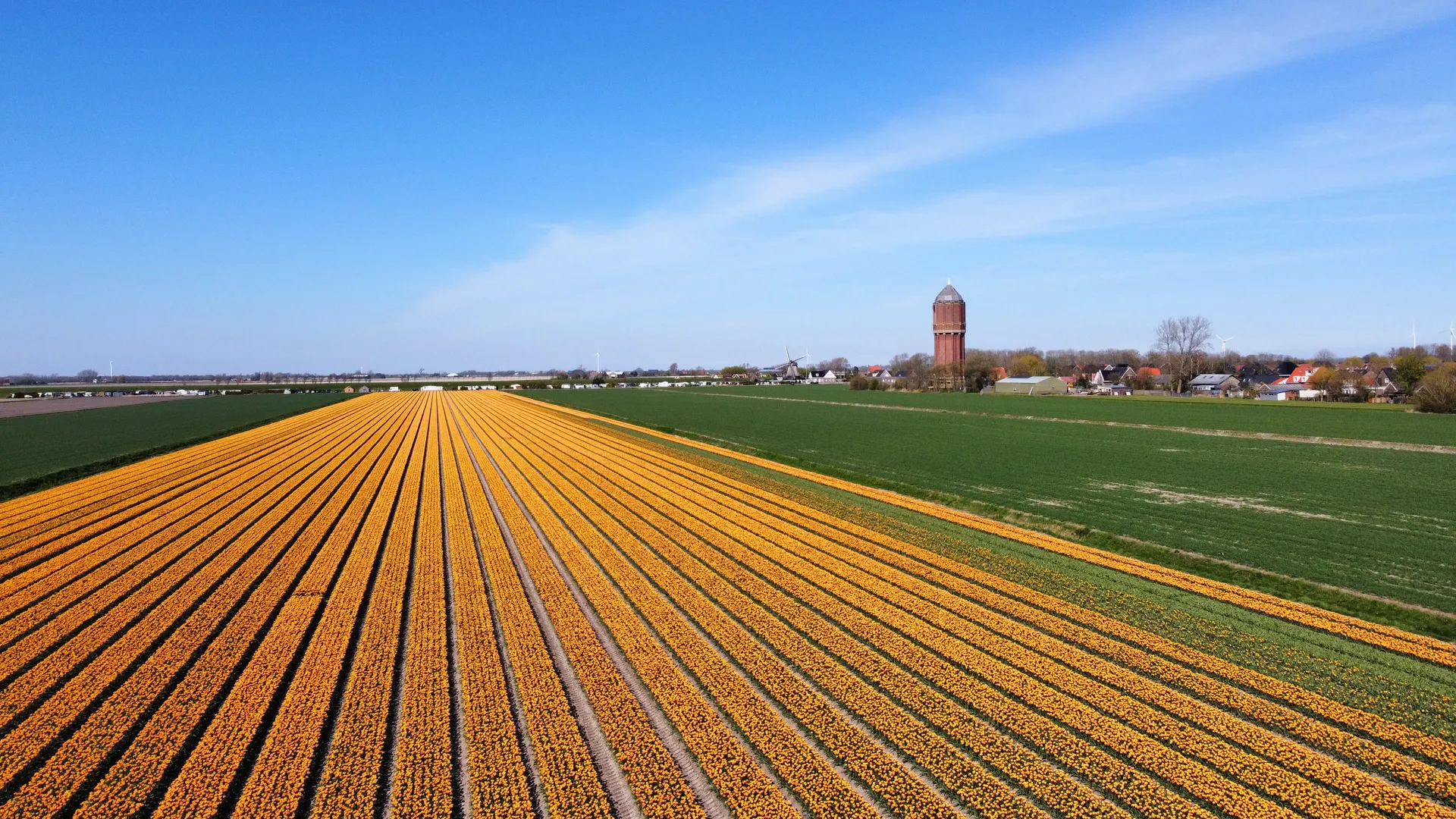 Bloembollenvelden en de watertoren bij Wieringerwaard