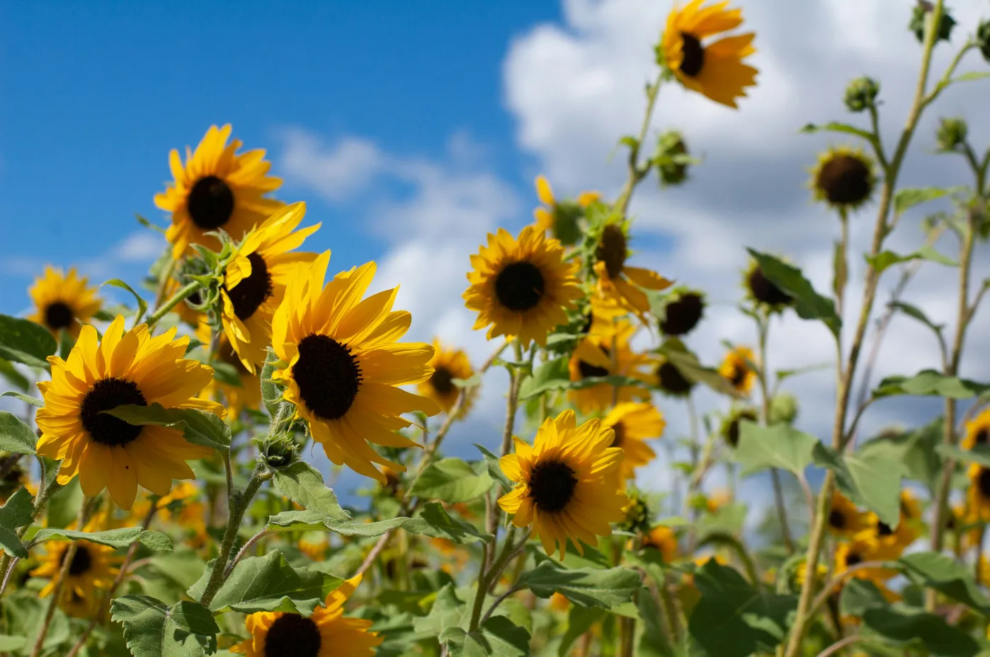 Field of Ukrainian sunflowers